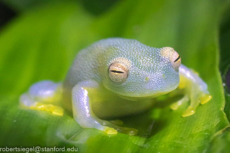 California Academy of Science 2021